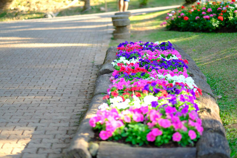 Jak zapobiegać pojawianiu się mchu?